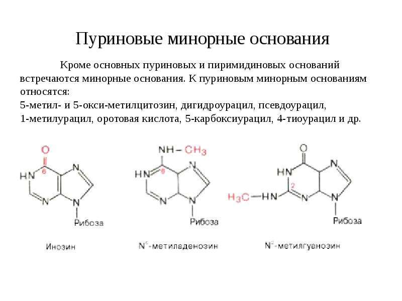 Структуры оснований. Минорные пиримидиновые основания. Минорные пуриновые основания. Биологическая роль пуриновых и пиримидиновых оснований. Строение пуриновых и пиримидиновых оснований.