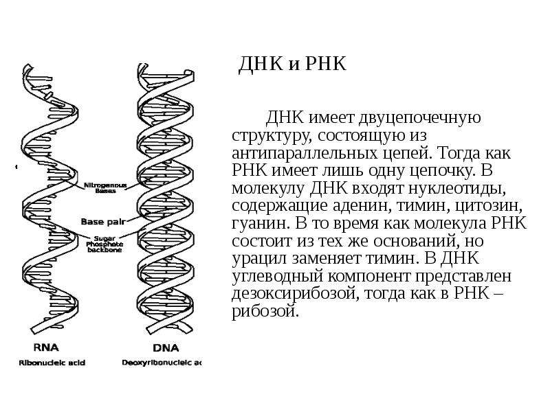 Днк рнк человека. РНК расшифровать. Как расшифровывается ДНК И РНК. ДНК И РНК отличия. Как расшифровывается ДНК человека.