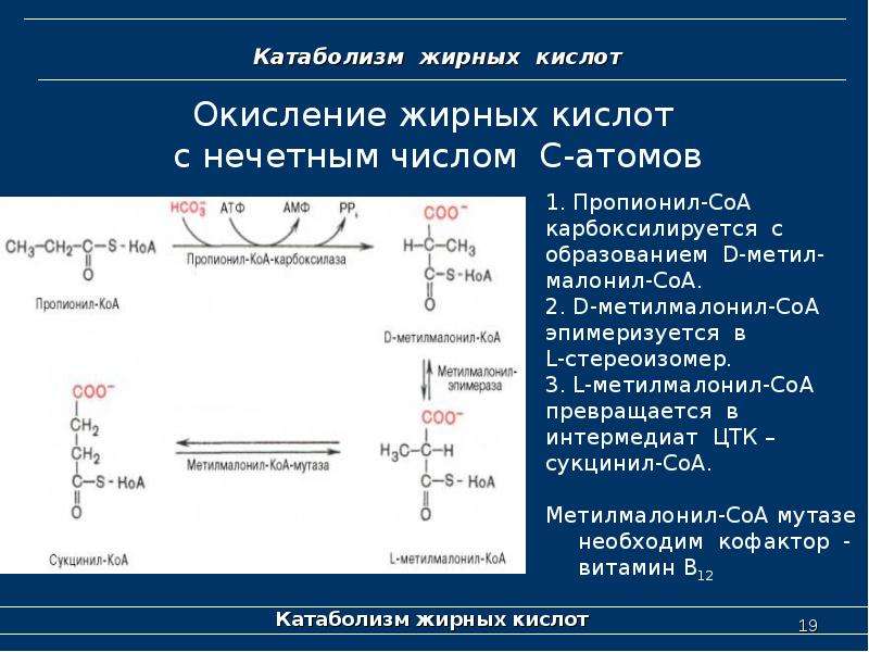 Схема окисления кетоновых тел