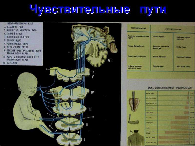 Чувствительный. Чувствительный путь. Афферентные чувствительные пути. Чувствительный путь чувствительного пути. Чувствительные пути анатомия.