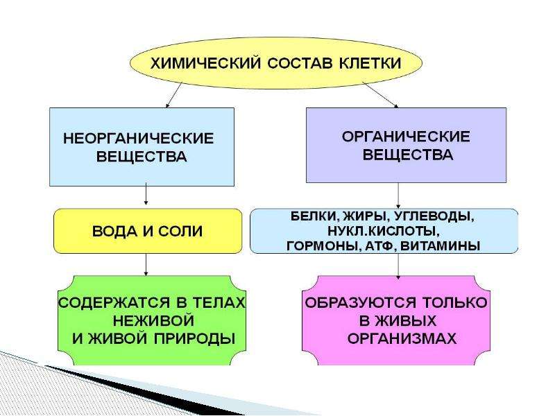 Химический состав клетки 10 класс презентация