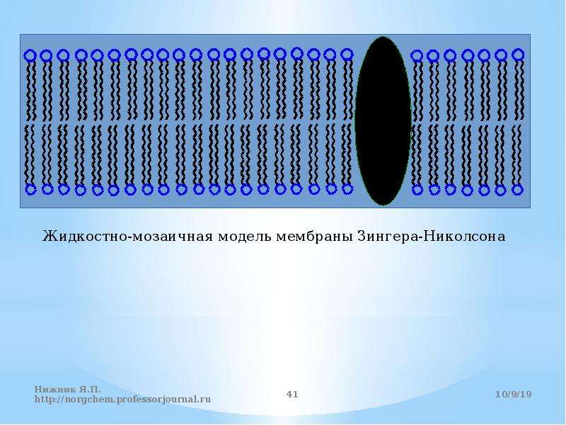 Жидкостно мозаичная модель мембраны. Жидкостно-мозаичная модель мембраны Сингера и Николсона. Модель мембраны Сингера Николсона. Жидкостно-мозаичная модель Зингера-Николсона.