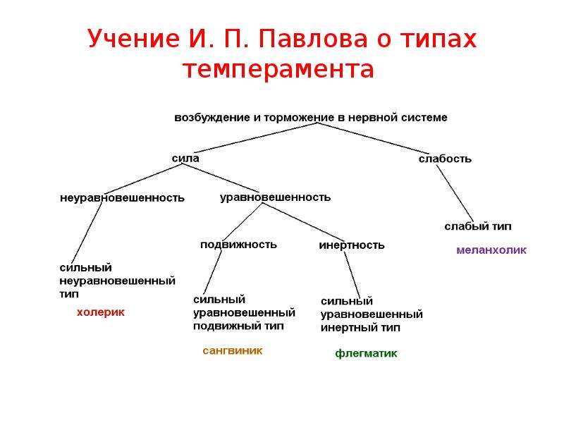 Типы высшей нервной