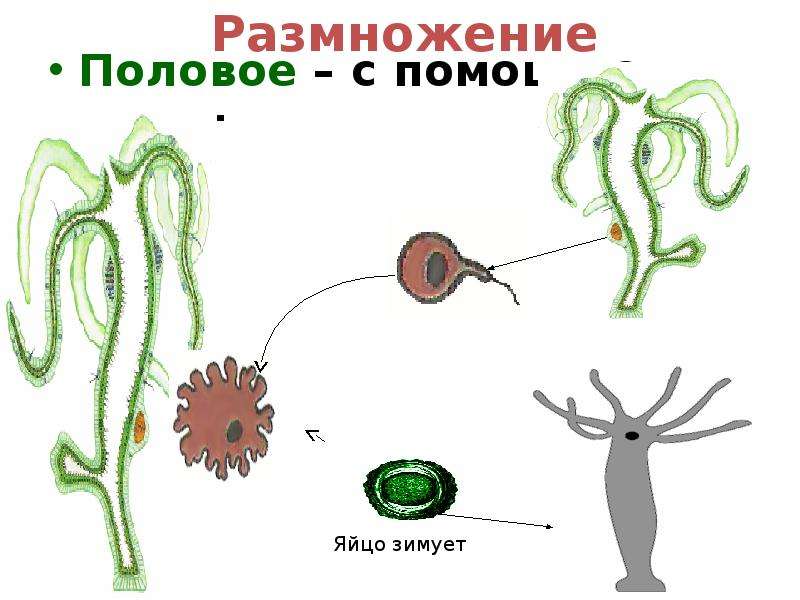 Презентация на тему половое размножение