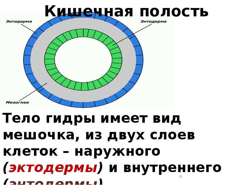 Внутренняя полость тела. Гидра полость тела. Кишечная полость это в биологии. Полость тела кишечнополостных. Полость тела внутри гидры.