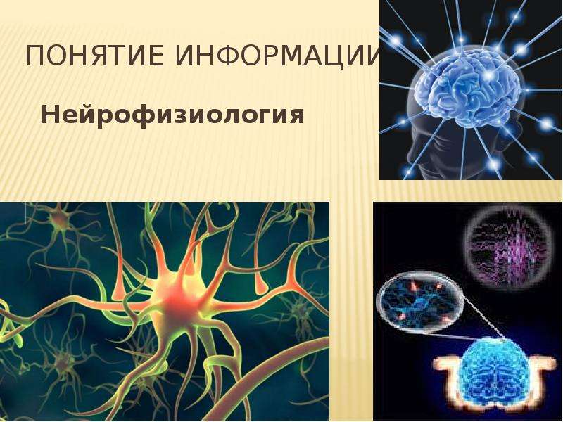Представление информации в виде презентации. Нейрофизиология. Нейрофизиология картинки. Нейрофизиология в информатике. Информация в нейрофизиологии.