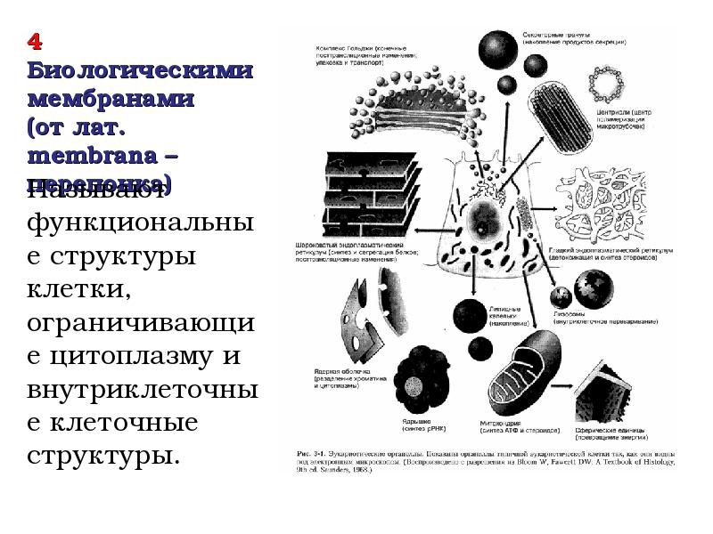 Биологические функции клетки