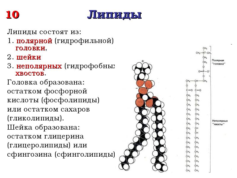 Биологическая функция фосфолипидов