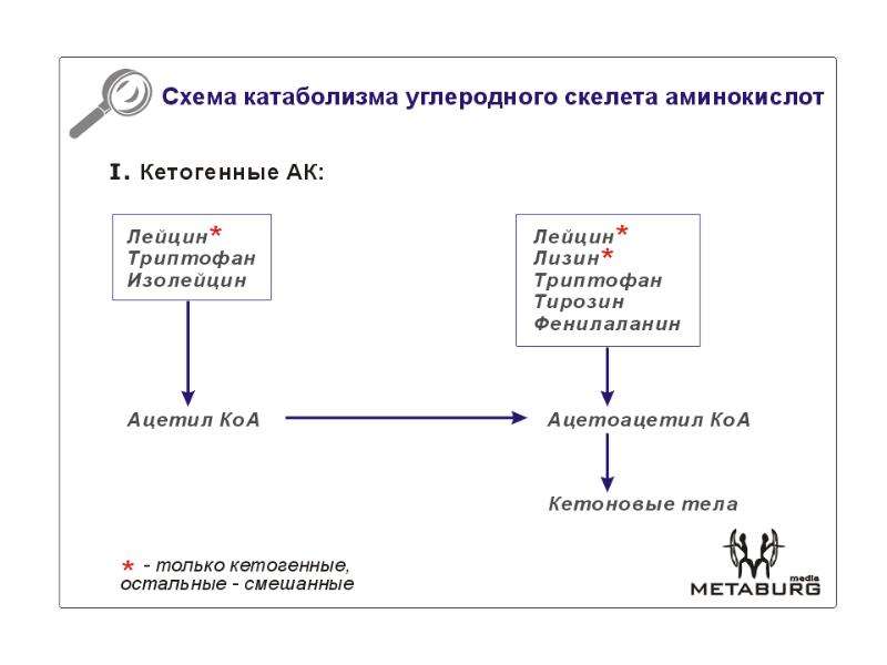 Кетогенные аминокислоты. Катаболизм углеродного скелета аминокислот. Схему превращения углеродного скелета. Превращение углеродного скелета. Пути катаболизма углеродного скелета аминокислот.