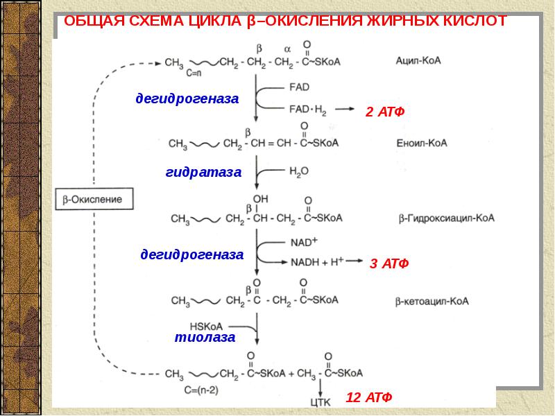 Нарушение бета окисления жирных кислот клинические рекомендации. Реакции b-окисления жирных кислот. Бета окисление жирных кислот на примере пальмитиновой кислоты. Биосинтез насыщенных жирных кислот последовательность реакций.
