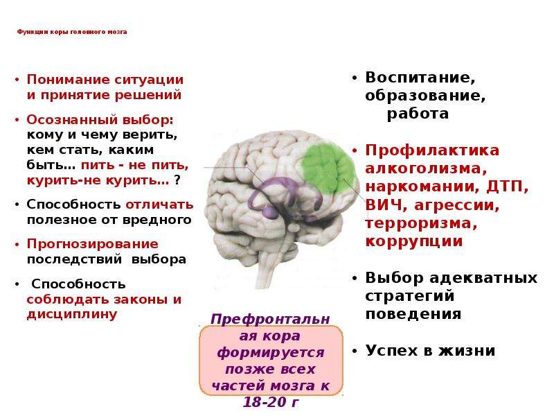 Роль коры головного мозга. Функции коры. Корковые функции. Функции оболочек коры головного.