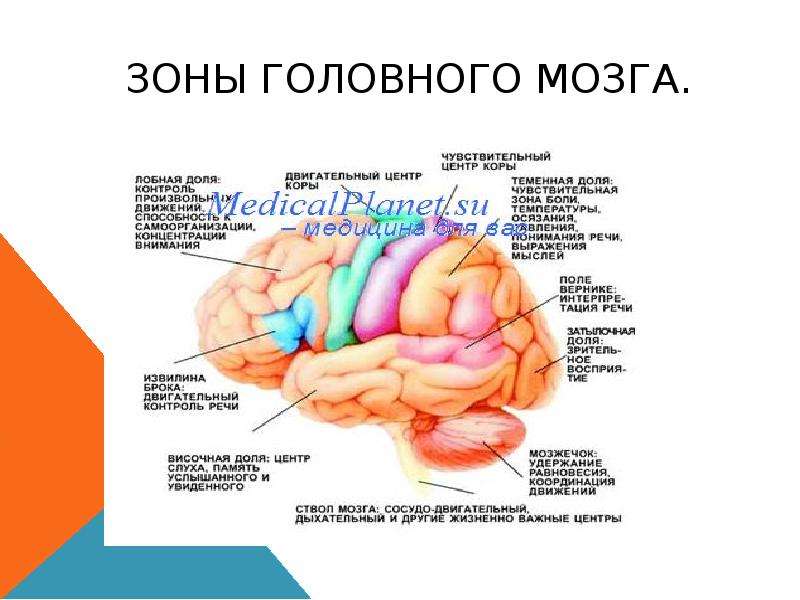 Зона анализ. Зоны головного мозга. Зоны головного мозга и их функции. Зона в головном мозге отвечающая за анализ. Зоны головного мозга без подписей.