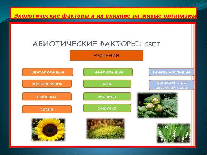 Факторы живой природы воздействующие на особи