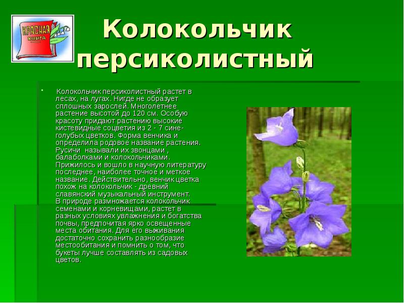 Редкие и исчезающие растения Липецкой области, слайд №12