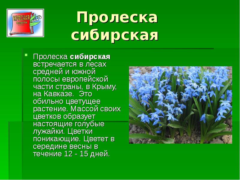  Пролеска сибирская Пролеска сибирская встречается в лесах средней и южной полосы европейской части страны, в Крыму, на Кавказе. Это обильно цветущее растение. Массой своих цветков образует настоящие голубые лужайки. Цветки поникающие. Цветет в середине весны в течение 12 - 15 дней. 