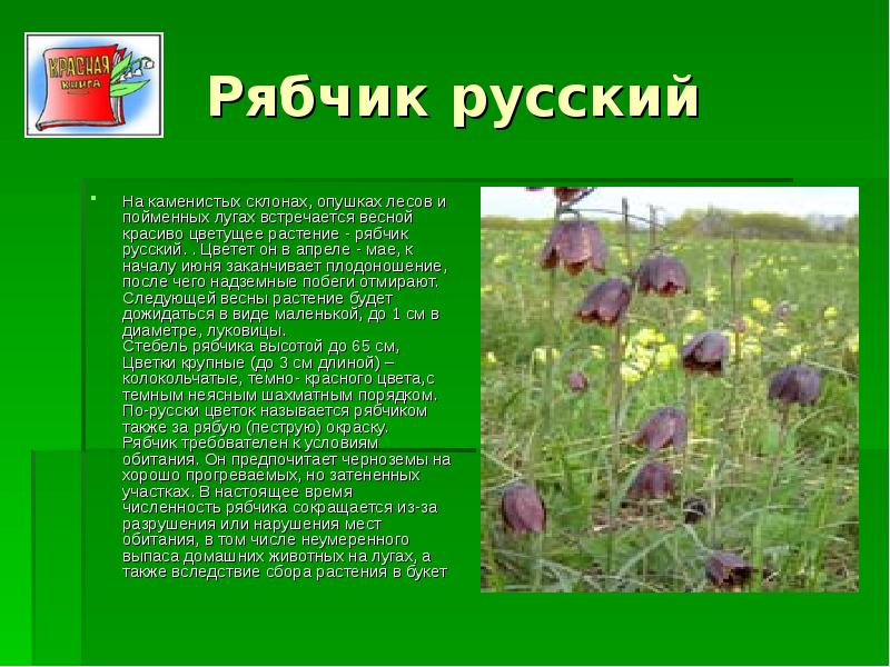 Редкие и исчезающие растения Липецкой области, слайд №3