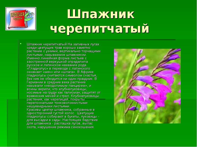 Редкие и исчезающие растения Липецкой области, слайд №6