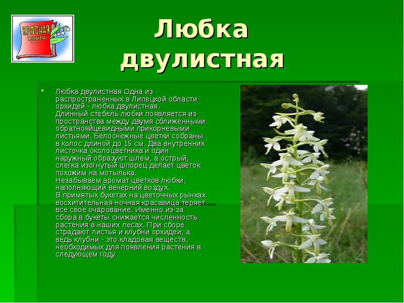 Редкие и исчезающие растения Липецкой области, слайд №9