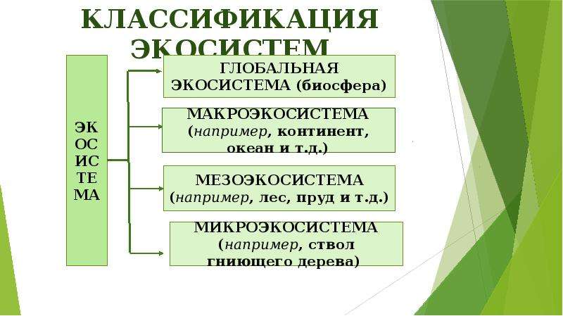 Перечислить экосистемы. Классификация природных экосистем. Классификация экосистем по размерам. Классификация эко истемы. Классификация наземных экосистем.