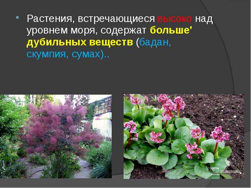 Какие растения встречаются в природе свердловской области. Презентация цветок бадан. Растения содержащие дубильные вещества. Цветы бадан на языке цветов. Какие растения встречаются в Ленинградской области.