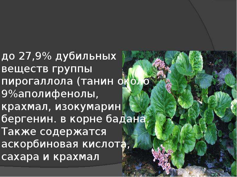 Также содержатся. Лекарственные растения и сырье, содержащие дубильные вещества. Бадан лекарственные растения и сырье, содержащие дубильные вещества. Сумах лекарственные растения и сырье, содержащие дубильные вещества. Корень бадана презентация.