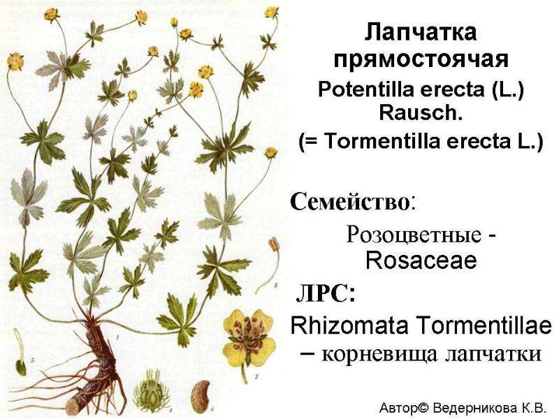 Рассмотрите изображение растений ульва ель обыкновенная лапчатка прямостоячая