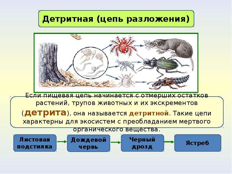 Пименов экология презентация