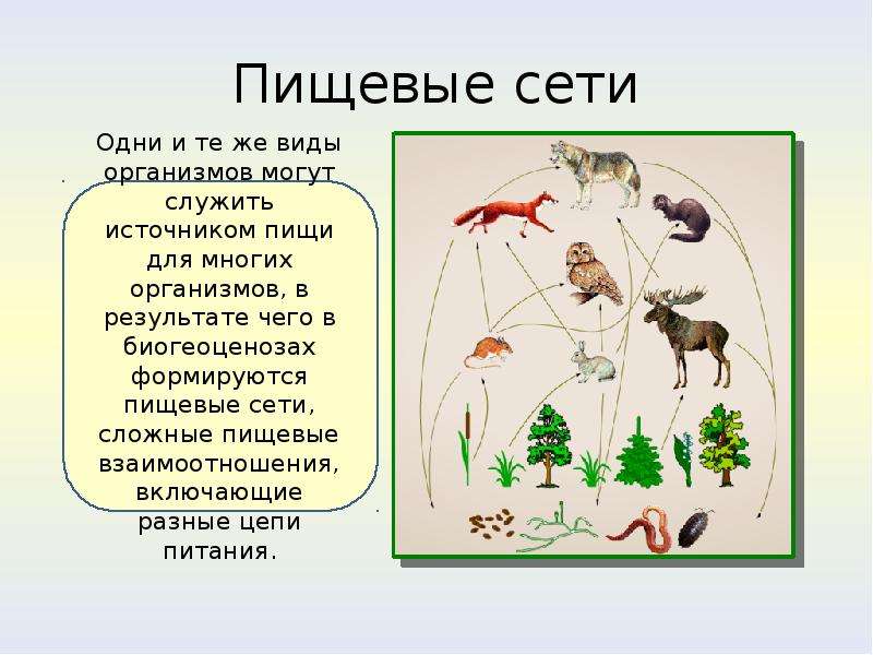 Факторы экосистемы. Пищевая сеть это в экологии. Пищевая сетка в экологии. Пищевая сеть пня. Пищевая сеть с одуванчиком.