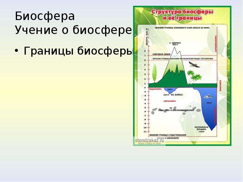 Границы биосферы таблица. Границы биосферы экология. Границы биосферы презентация. Нижняя граница биосферы.