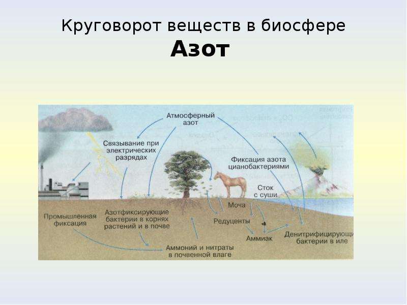 Какие типы вещества выделяют в биосфере. Круговорот азота в биосфере схема. Схема круговорота веществ биология. Круговорот живых организмов в биосфере. Круговорот азота в биосфере.