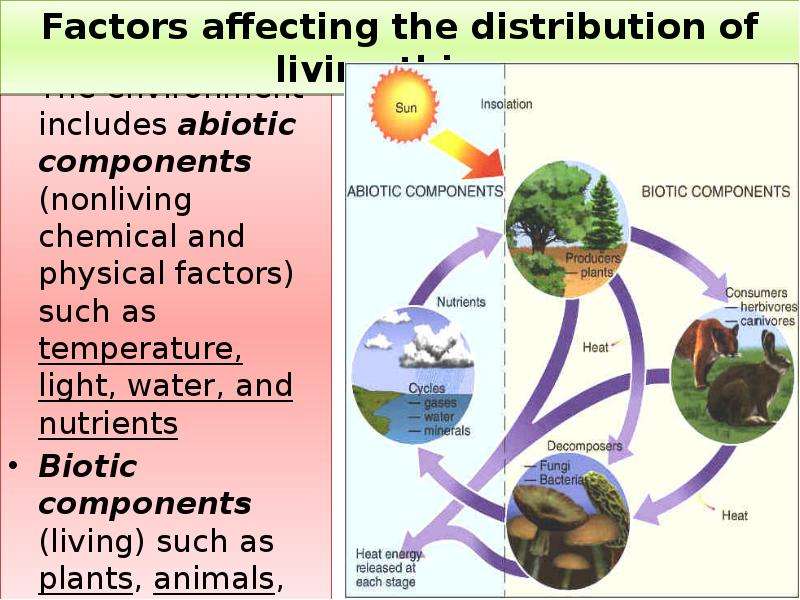 Abiotic factor вики