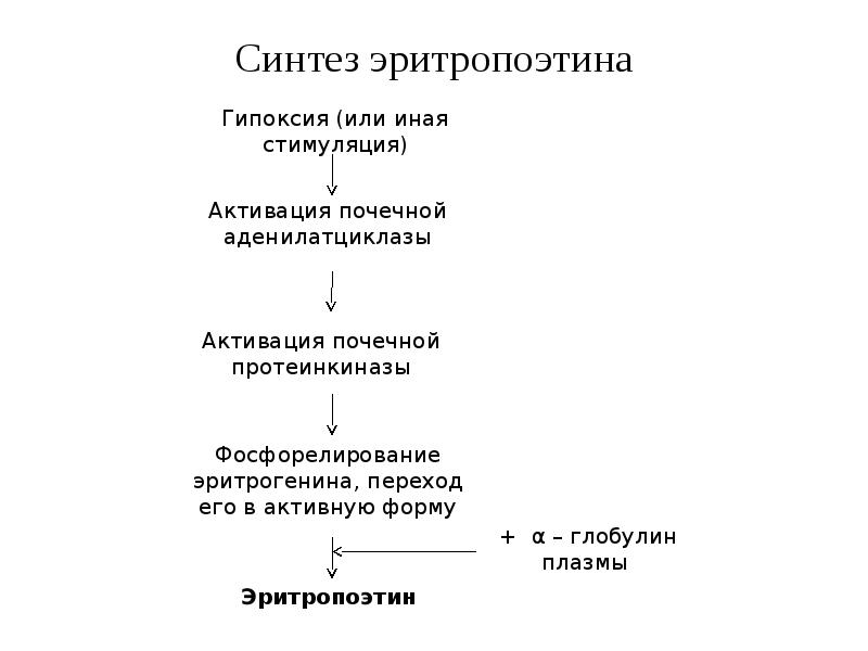 Рост синтез