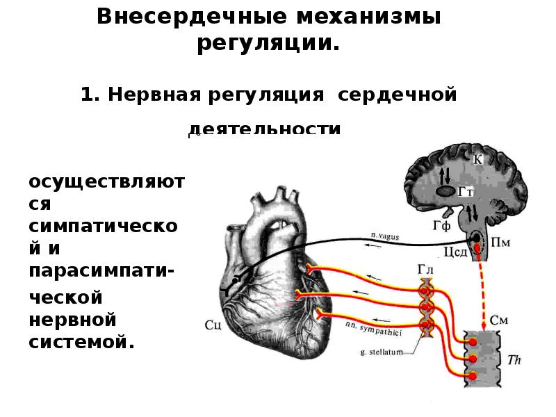 Нервно рефлекторный механизм. Экстракардиальные механизмы регуляции деятельности сердца. Нервные центры регуляции сердечной деятельности. Внесердечные механизмы регуляции сердца физиология. Нервные механизмы регуляции деятельности сердца.