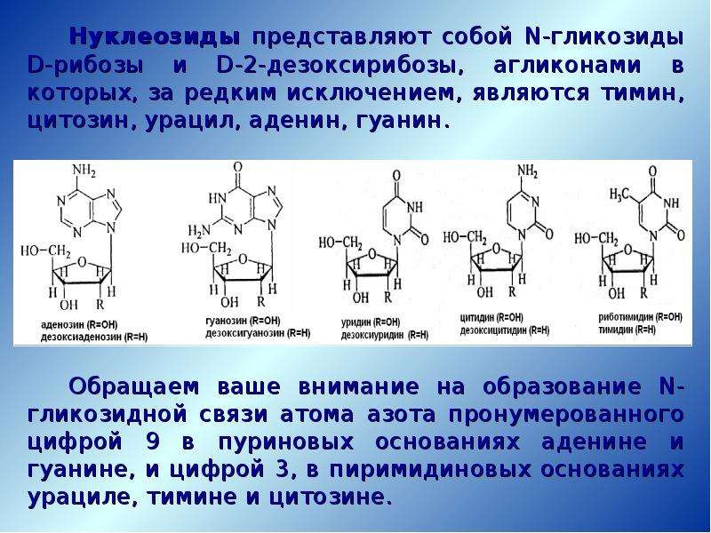 Синтезируется цепь содержащая рибозу. Нуклеозид аденина. Образования нуклеозида из гуанина. Образование нуклеозида из Тимина. Строение нуклеозидов и нуклеотидов.