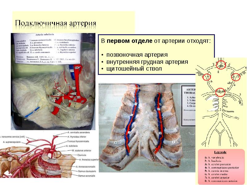 Артерия внутри