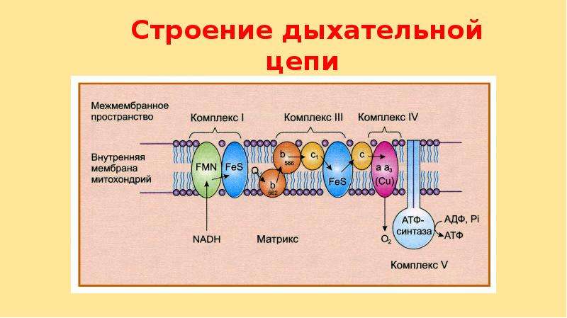 Система 2 4 дыхание. Длинная дыхательная цепь биохимия. Активаторы дыхательной цепи. Субстраты полной дыхательной цепи. Название комплексов дыхательной цепи.