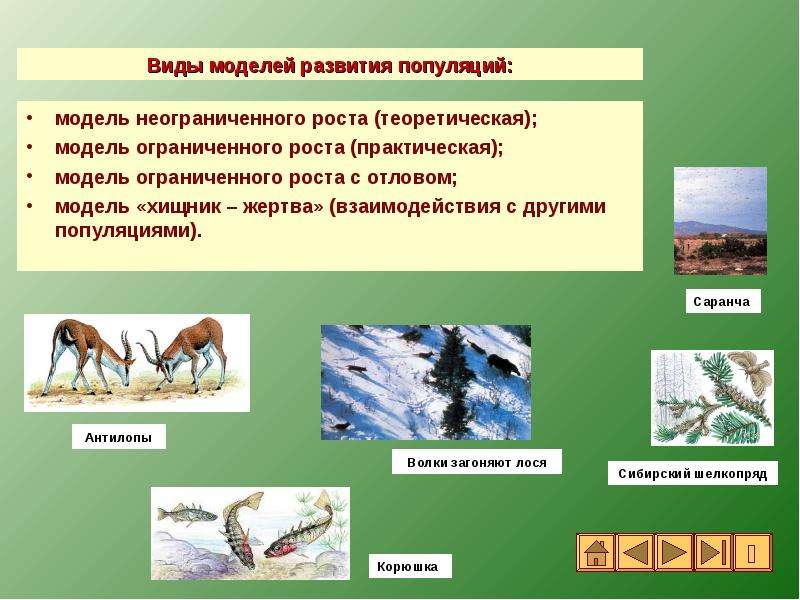 Биологическая модель. Моделирование развития популяции. Биологические модели примеры. Моделирование в биологии примеры. Модель неограниченного роста.