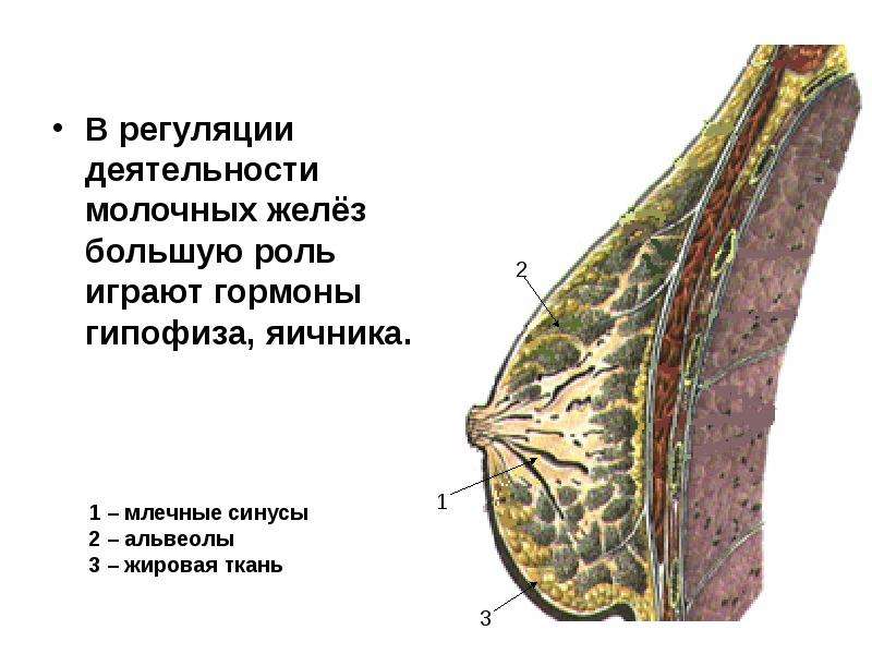 Большие железы. Регуляция деятельности молочных желез. Большие молочные железы. Секреторная активность молочных желез регулируется. Емкостная система молочной железы.