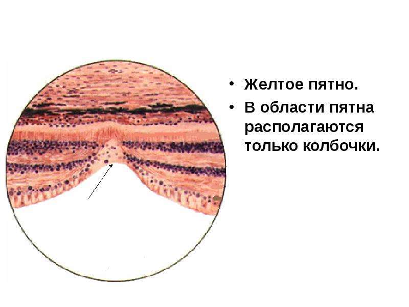 Желтое пятно беременность