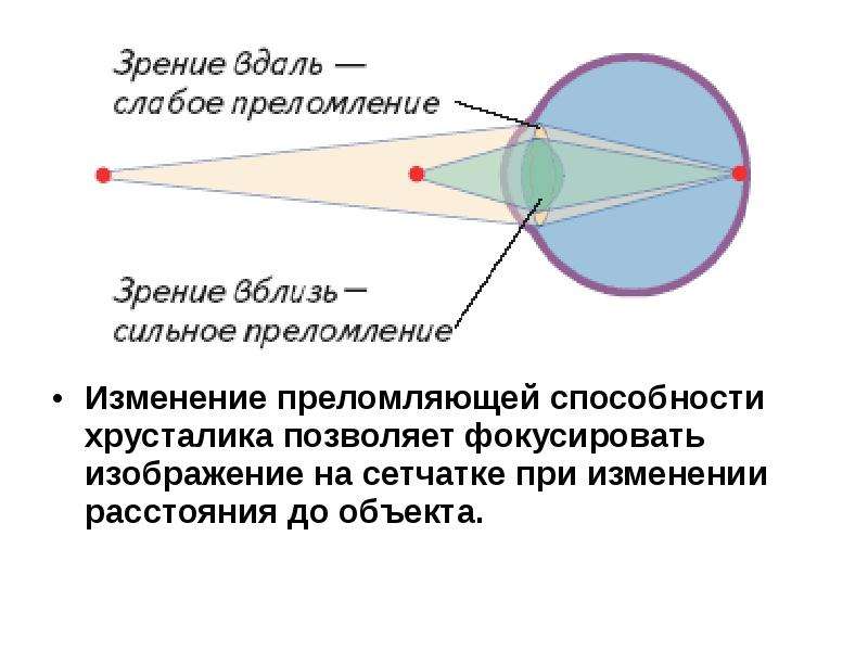 Схема преломления лучей хрусталиком глаза при рассматривании близко и далеко