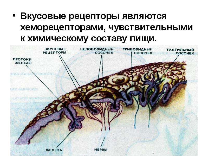 Орган обоняния жука 5 букв