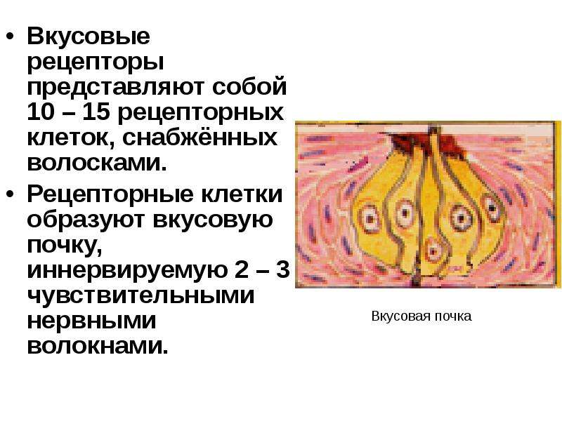 Орган зрения орган обоняния