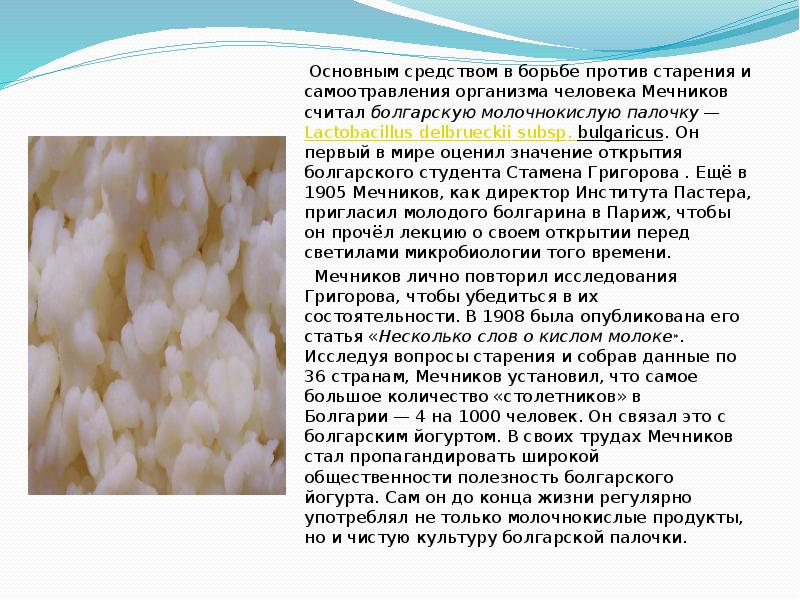 Болгарская палочка. Мечников Илья Lactobacillus bulgaricus. Болгарская молочнокислая палочка. Мечников болгарская палочка. Болгарская палочка Мечникова.