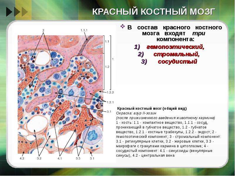 Функции красного костного мозга. Стромальный компонент красного костного мозга. Функции макрофагов красного костного мозга. Гемопоэтические компоненты красного костного мозга. Гемопоэтический компонент красного костного мозга клетки.