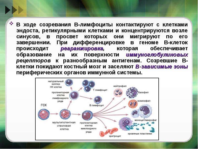 Т и б лимфоциты презентация