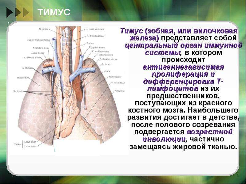 Вилочковая железа физиология презентация