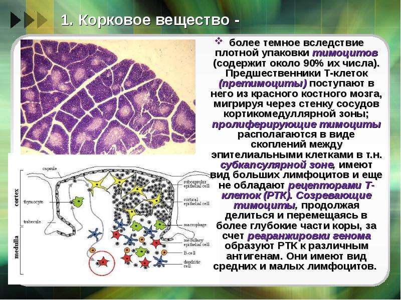 Более вещество