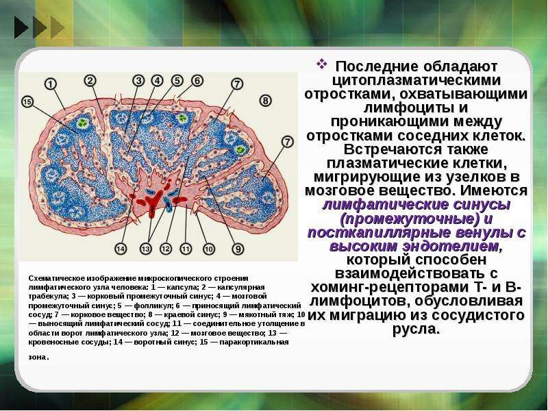 Соседняя клетка