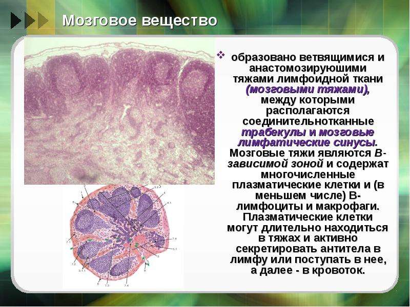 Ткань головного мозга. Лимфоидная ткань лимфатического узла. Мозговое вещество.