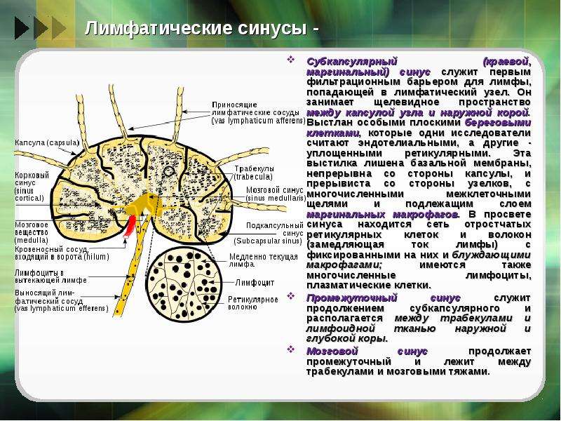 Лимфатические узлы функции. Строение синусов лимфатического узла. Краевой синус лимфатического узла расположен между. Синусы лимфатического узла гистология. Процессы в синусах лимфатических узлов.